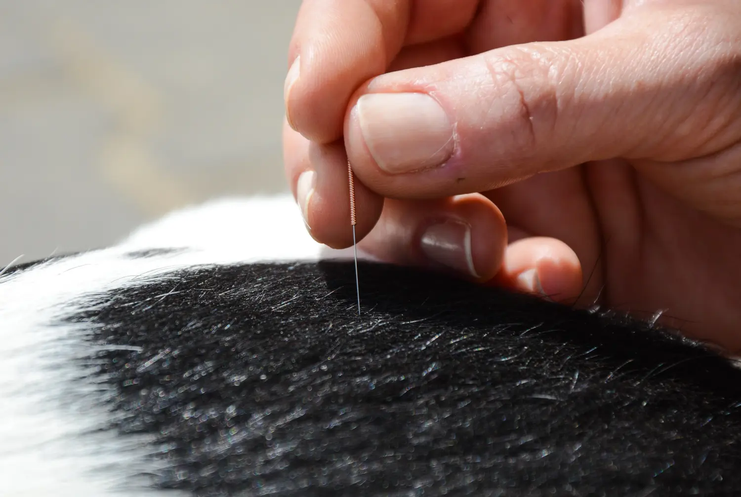 TCM Akupunktur und Moxibustion bei Tierheilpraxis
