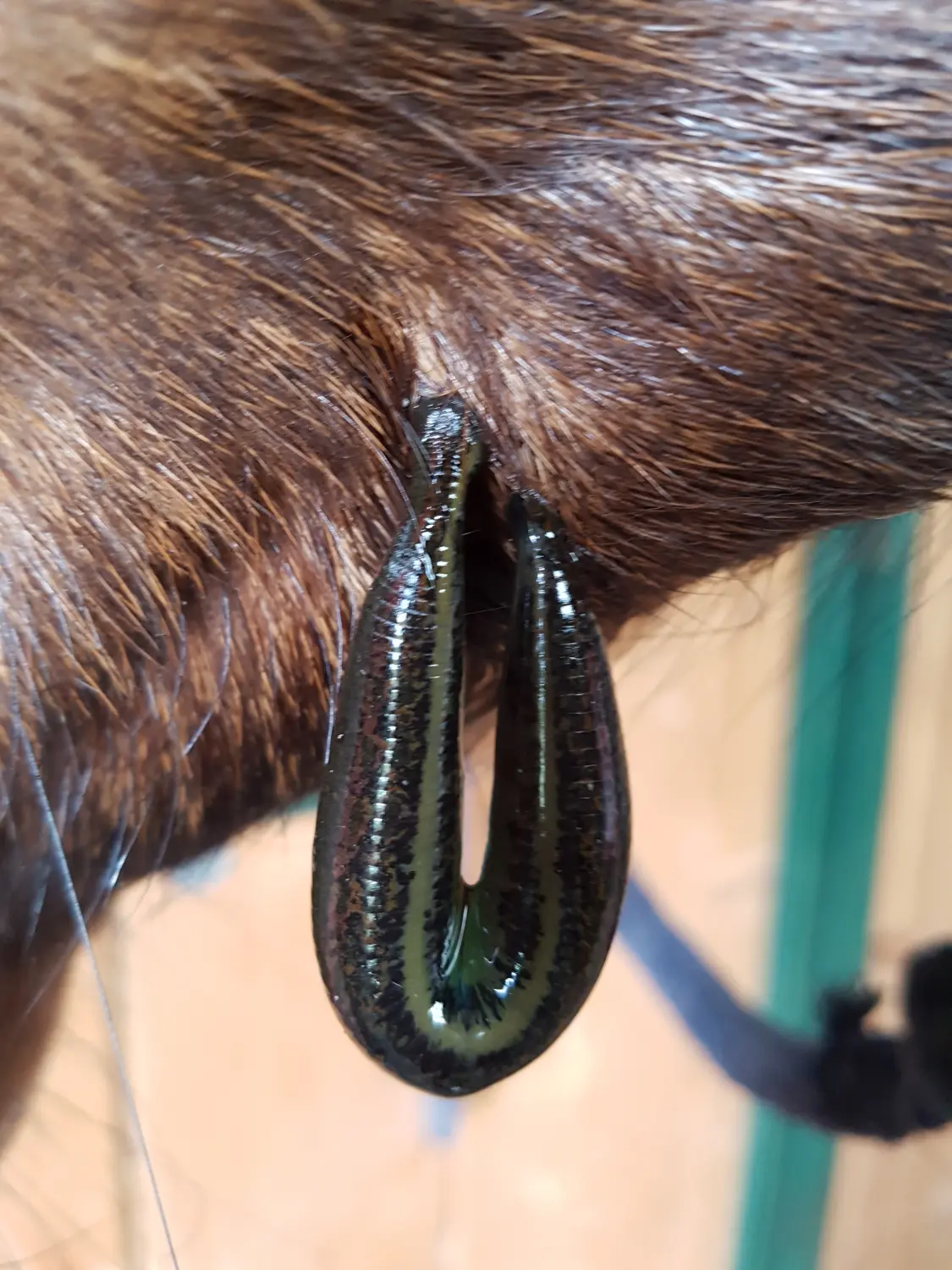 Blutegeltherapie von Tierheilpraxis